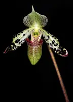 Paphiopedilum argus