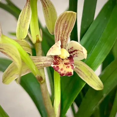 Cymbidium ensifolium (Cymbidium)