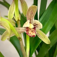 Cymbidium ensifolium Da Mo Zhua | Dwarf Variegated | SapphireChild Orchids