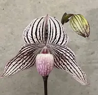 Paphiopedilum WOLUWENSE (rothschildianum x niveum)