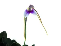Masdevallia estradae
