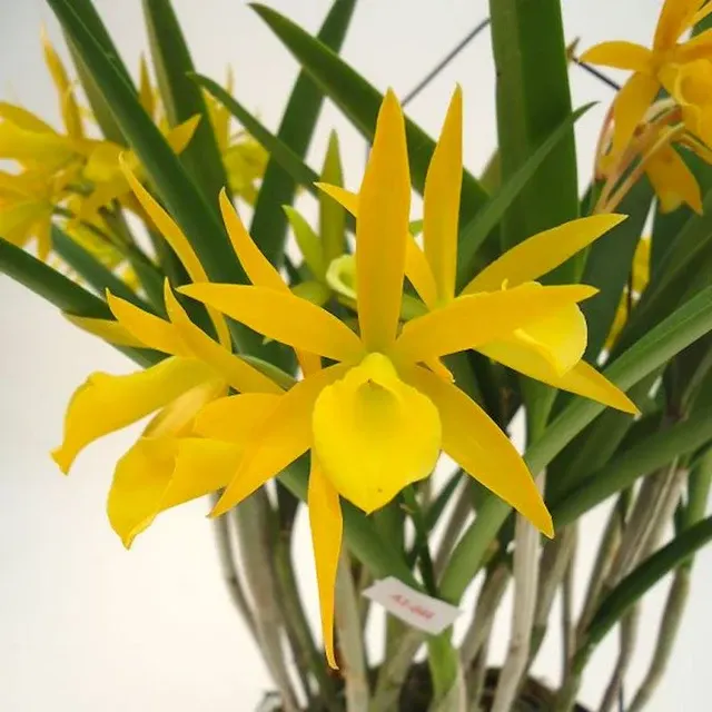 Brassocatanthe Chushan - Flori Mari, Parfumate