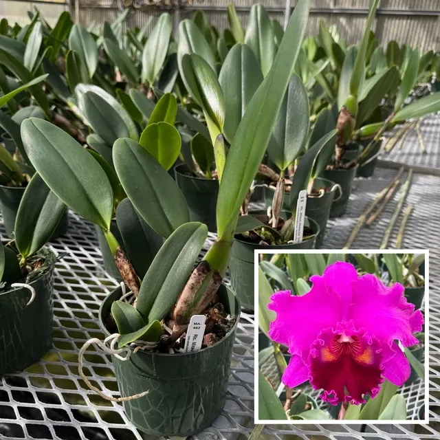Rhyncholaeliocattleya Mitsuo Akatsuka 'Volcano Queen' (Rhyncholaeliocattleya)
