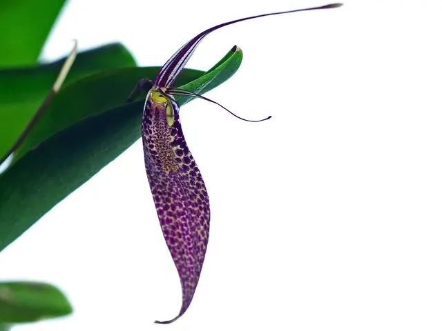 Restrepia contorta (Restrepia)