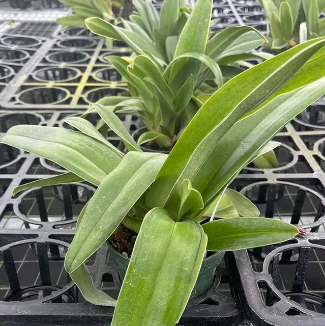 Paphiopedilum Cocoa Victoria