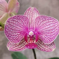 Phalaenopsis KV Smile 2.5"