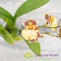 Gomiltidium Guann Shin Ballet (ONC-04) — 2.5" Pot / Without Spike