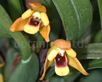 Maxillaria variabilis ‘Grace’