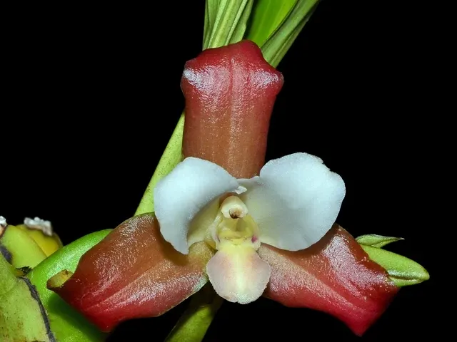 Lycaste fuscina