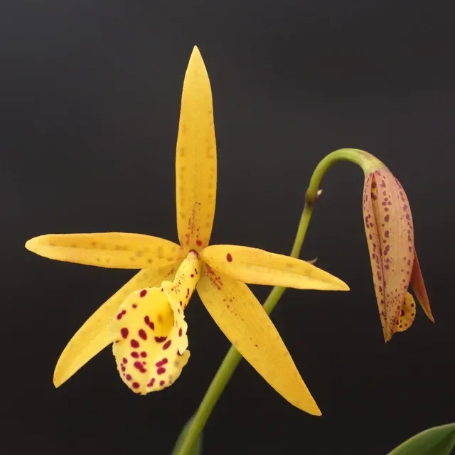 Brassocattleya Yellow Bird (Brassocattleya)