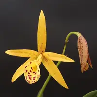 Bc. Yellow Bird
