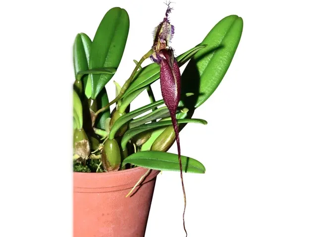 Bulbophyllum fascinator 'corazonae'