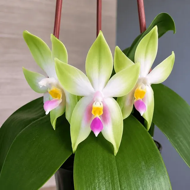 Phalaenopsis bellina var pink 'Fire'