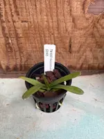Ascocentrum ampullaceum