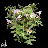 [Bare-root] #DA# Den. loddigesii 攀龍石斛 [2.5" BS][Sept in stock 26]