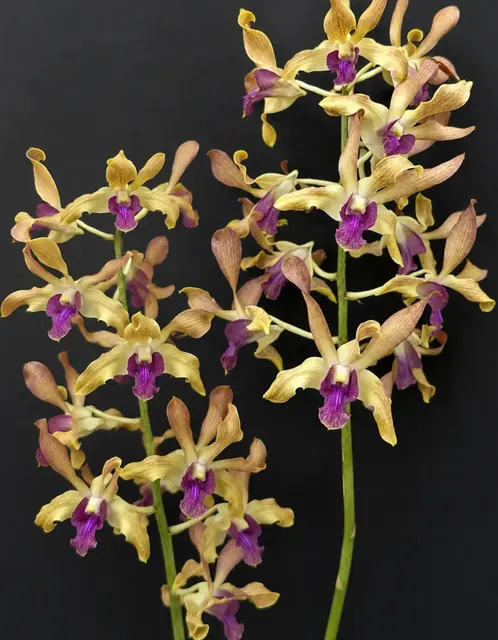 Dendrobium Candy Twist '14' (Dendrobium)