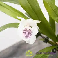 Cochleanthes Amazonica (CF12) — 2.5" Pot / Without Spike
