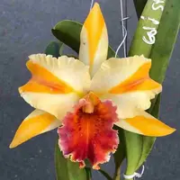 Rlc. Amazing Thailand 'Gold Star'