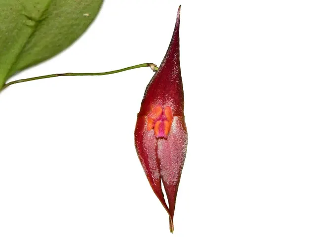 Lepanthes elegantula x (Lepanthes)