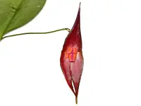 Lepanthes elegantula x Lepanthes Andean Flame