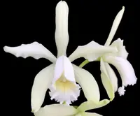 C. forbesii var alba x sib | NBS | 4" pots