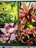 Cymbidium Orchid Seedling - Bare Root - 8 Varieties Available - Your Choice - Cymbidium spp.