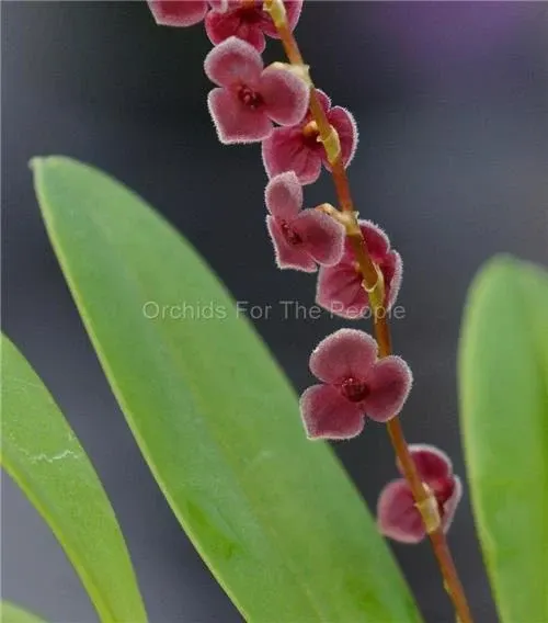 Stelis argentata (Stelis)