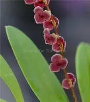 Stelis argentata