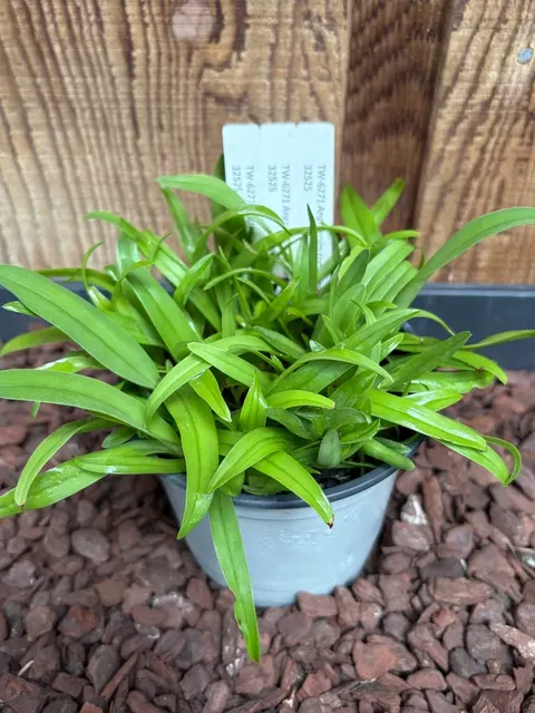 Angraecum comorense (Angraecum)