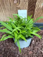 COMPOT Angraecum comorense