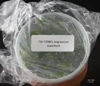 FLASK Angraecum superbum