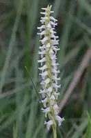 Native Marsh Ladies Tresses Orchid (Spiranthes odorata) – 2-3 year old plug