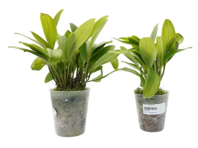 Stelis nanegalensis (Stelis)