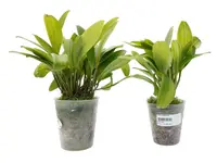 Stelis nanegalensis (Big)