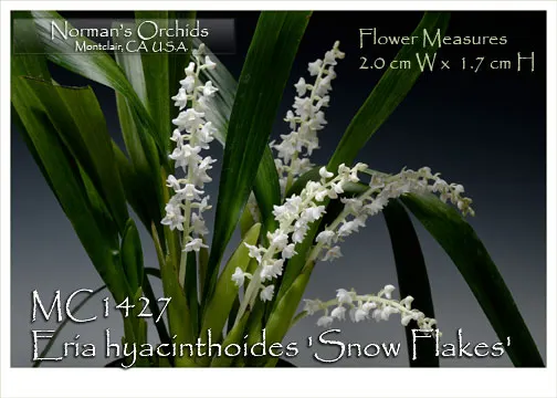 Eria hyacinthoides 'Snow Flakes' (Eria)