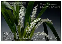 Eria hyacinthoides 'Snow Flakes', Note: Only 3 Division Available'