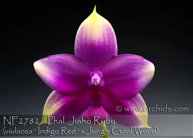 Phalaenopsis Jiaho Ruby 'Indigo Red'