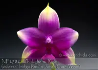 Phal. Jiaho Ruby (violacea ' Indigo Red ' x Jong's Coral Wood )