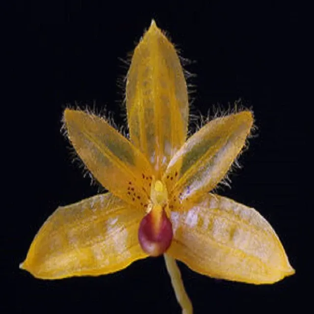 Bulbophyllum aestivale sp (Bulbophyllum)