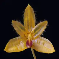Bulbophyllum aestivale sp.