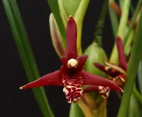 Maxillaria tenuifolia