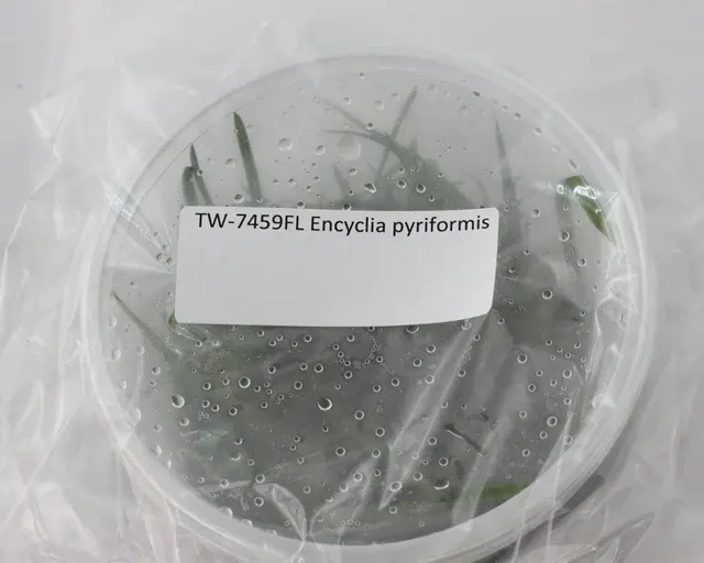 Encyclia pyriformis (Encyclia)