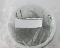 FLASK Encyclia pyriformis
