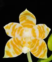 Bloomify Live Phalaenopsis KS Super Zebra ‘Golden Zebra’ – Striking Golden-Yellow Striped Orchid, Easy to Grow & Exceptionally Showy