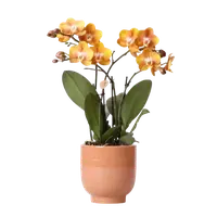 Oranje orchidee Las Vegas in Glazed pot Ø12cm | cognac