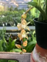 Pholidota chinensis — Blühfähige Pflanze