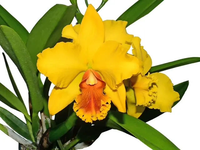 Cattleya El Condor (Cattleya)