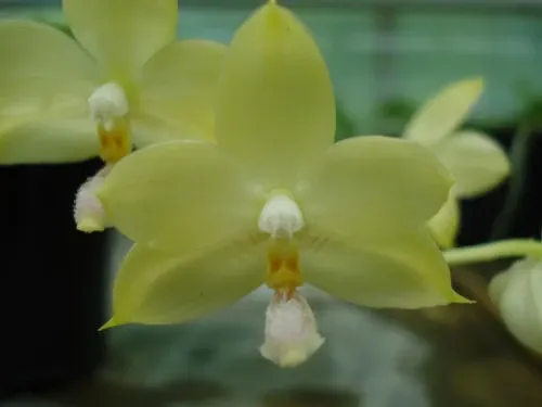 Phalaenopsis floresensis