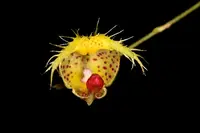 Scaphosepalum fimbriatum