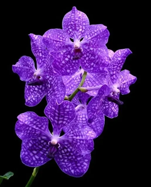 Vanda Pakchong Blue X Vanda Srakaew 4n